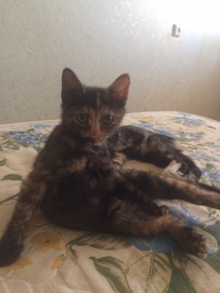 Поговорим о кошках 42