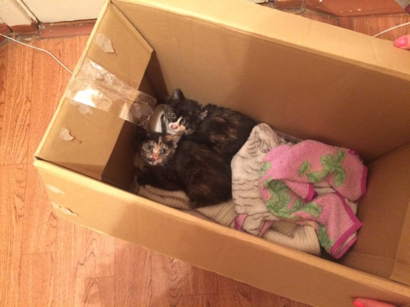 Поговорим о кошках 42