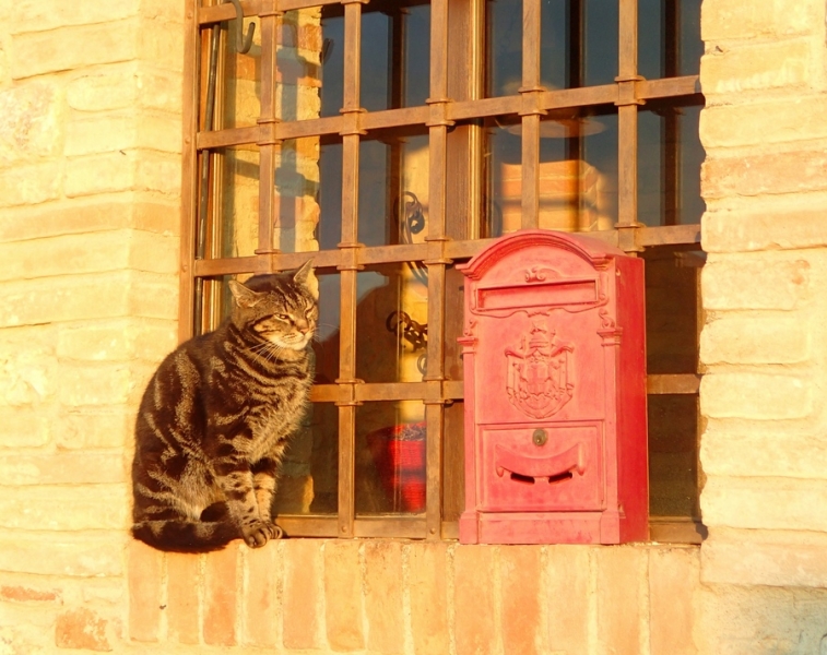 Поговорим о кошках 42