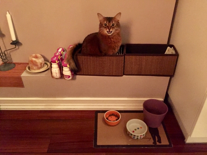 Поговорим о кошках 42