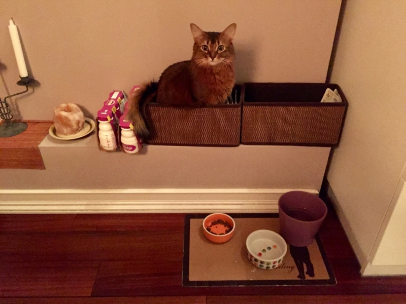 Поговорим о кошках 42