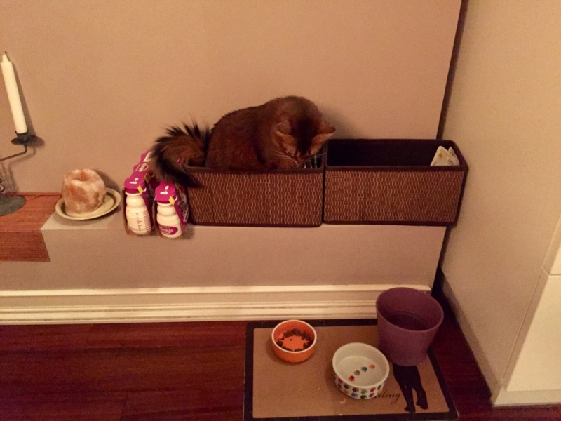 Поговорим о кошках 42