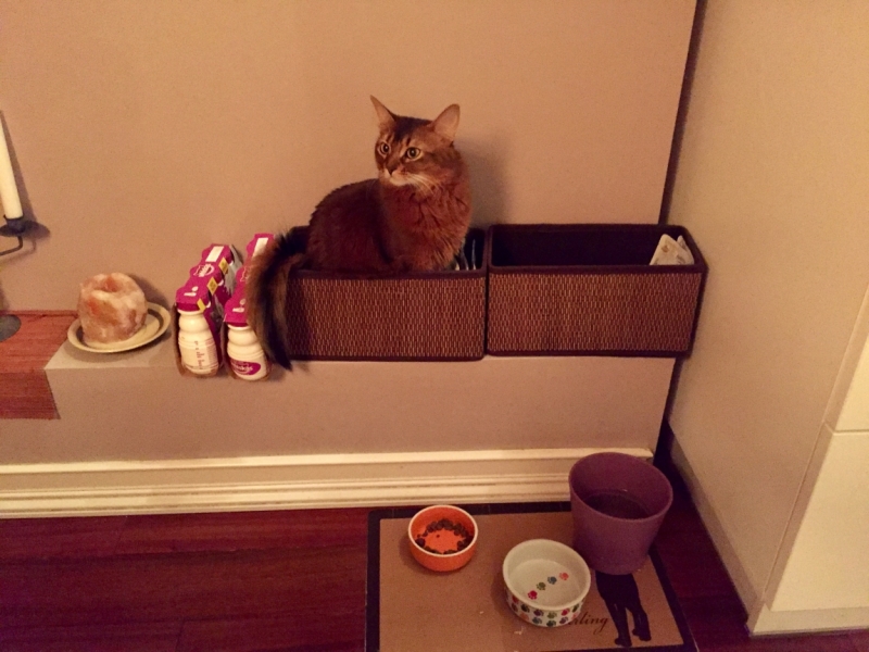 Поговорим о кошках 42