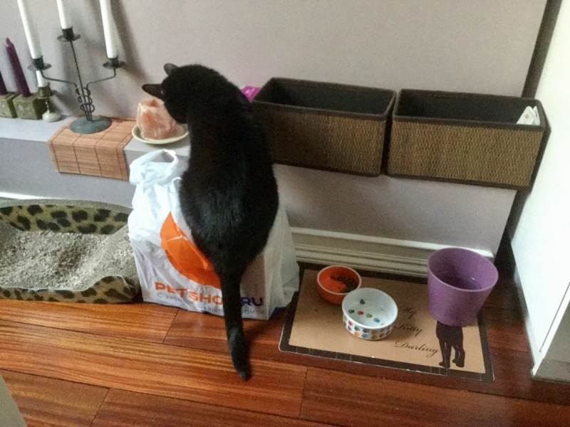 Поговорим о кошках 42