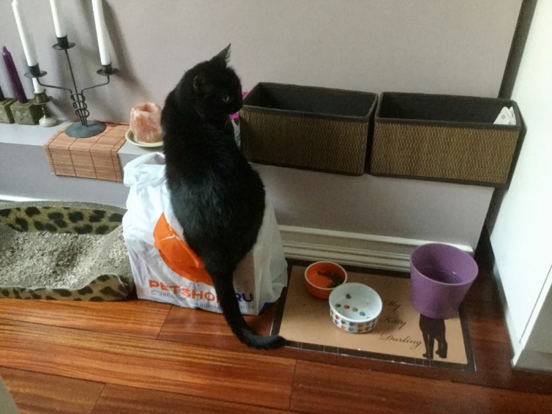 Поговорим о кошках 42