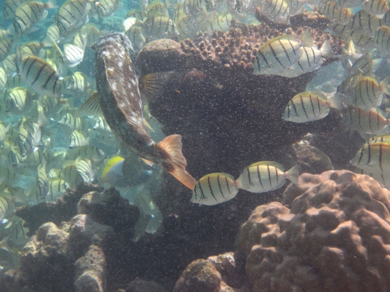 Снорклинг  на Vilamendhoo (Мальдивы)