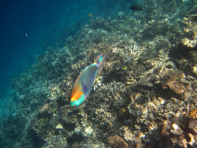 Снорклинг  на Vilamendhoo (Мальдивы)