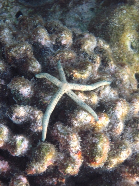 Снорклинг на Vilamendhoo (Мальдивы) Снорклинг на Vilamendhoo (Мальдивы)