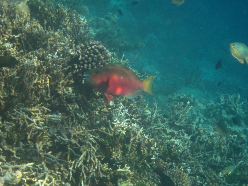 Снорклинг  на Vilamendhoo (Мальдивы)