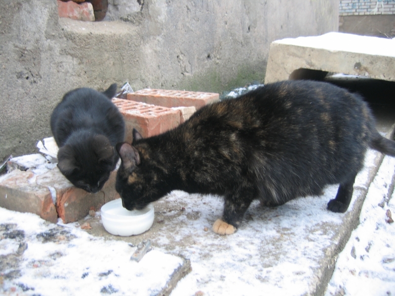 Поговорим о кошках 42