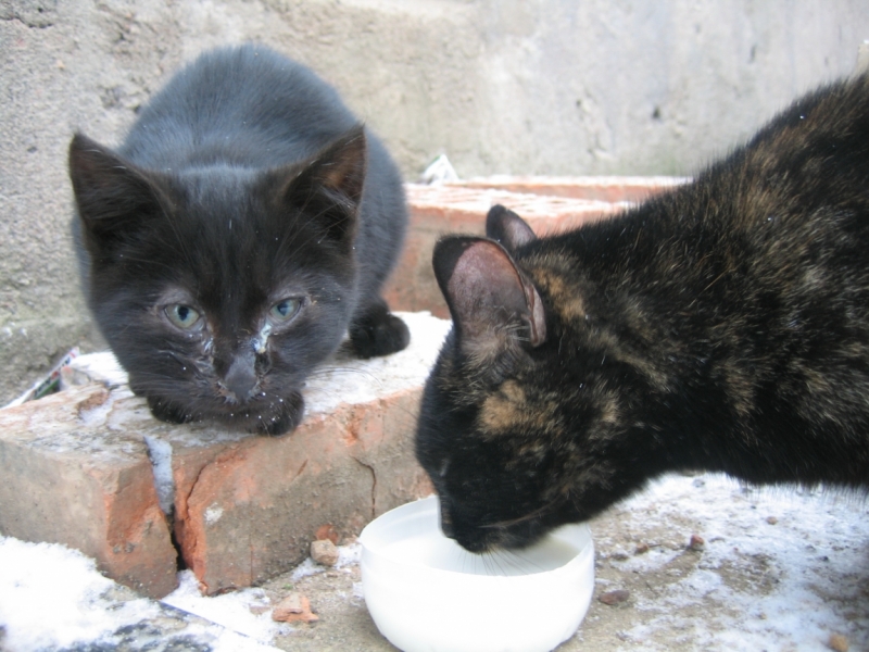 Поговорим о кошках 42