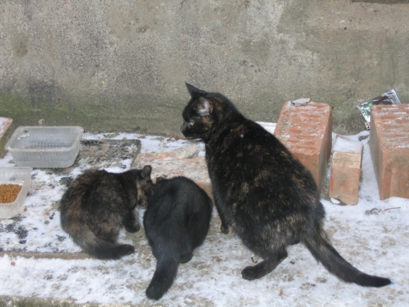 Поговорим о кошках 42