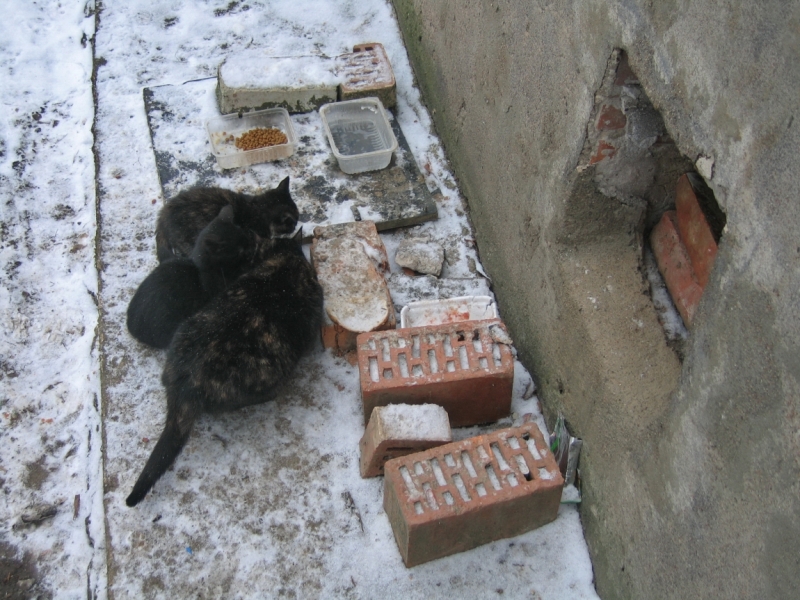 Поговорим о кошках 42