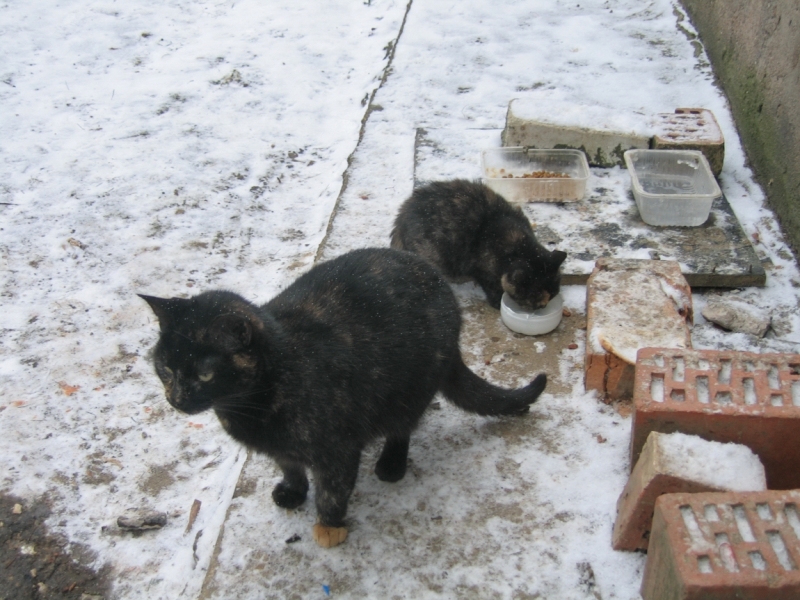 Поговорим о кошках 42