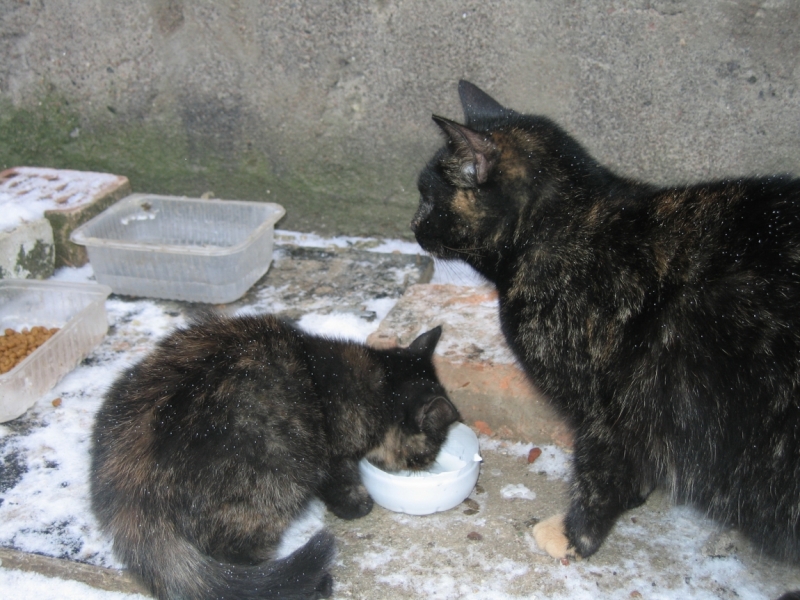 Поговорим о кошках 42