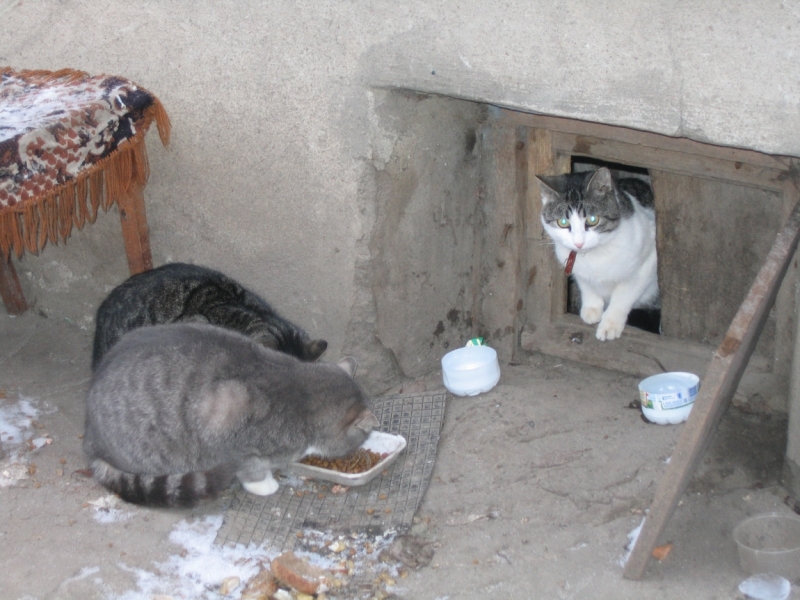 Поговорим о кошках 42