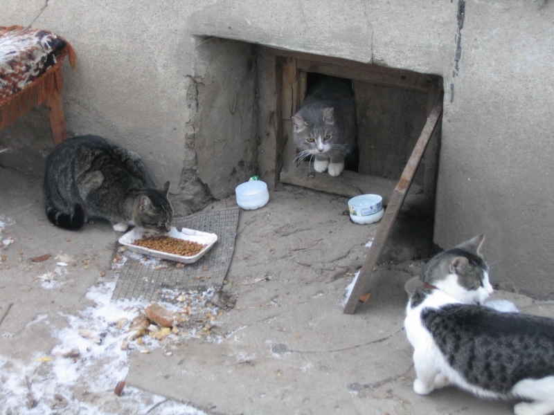 Поговорим о кошках 42