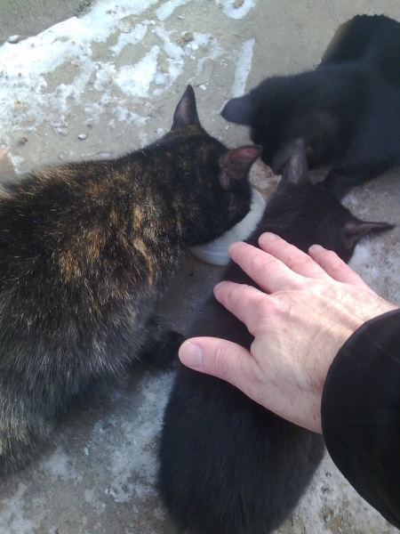 Поговорим о кошках 42