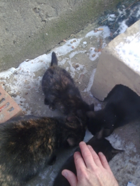 Поговорим о кошках 42