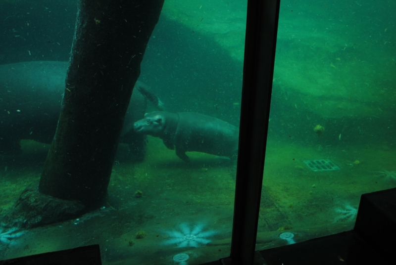 Первый раз в Европе, бюджетно, Чехия-Италия-Австрия, с детьми