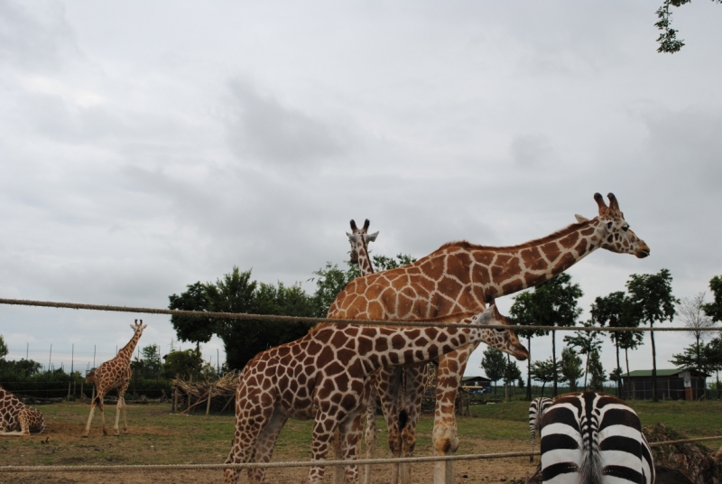 Первый раз в Европе, бюджетно, Чехия-Италия-Австрия, с детьми