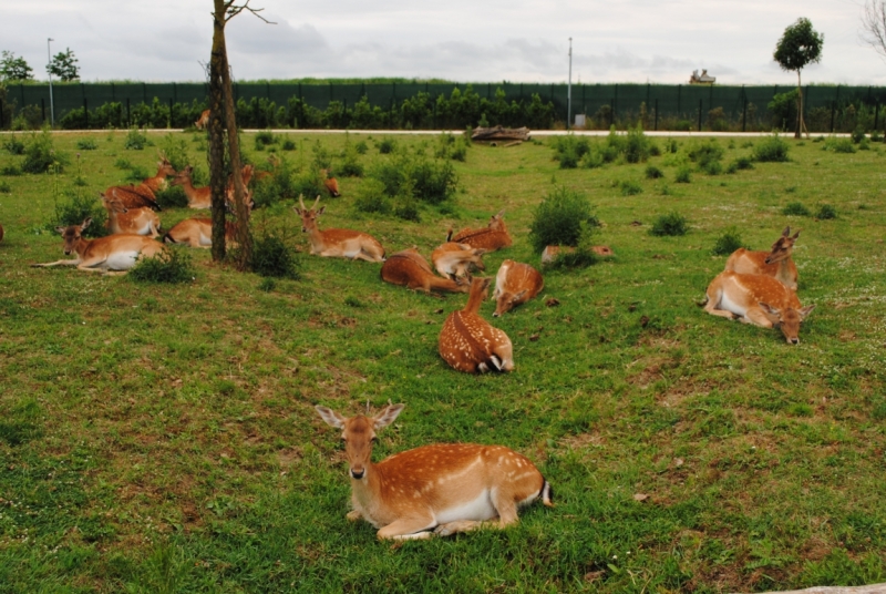 Первый раз в Европе, бюджетно, Чехия-Италия-Австрия, с детьми