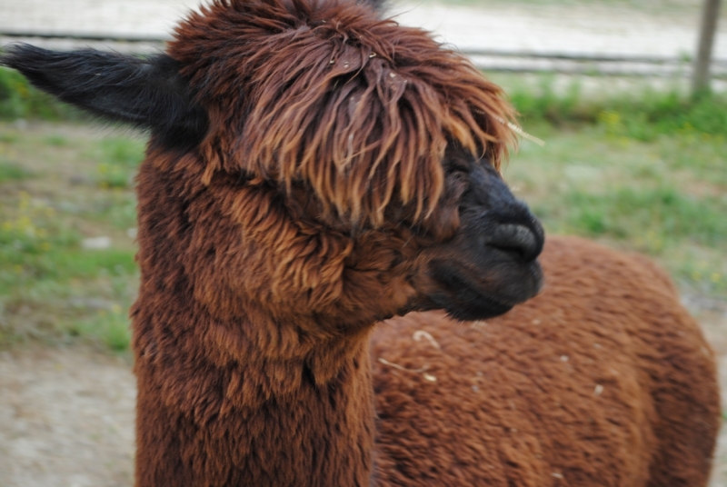 Первый раз в Европе, бюджетно, Чехия-Италия-Австрия, с детьми