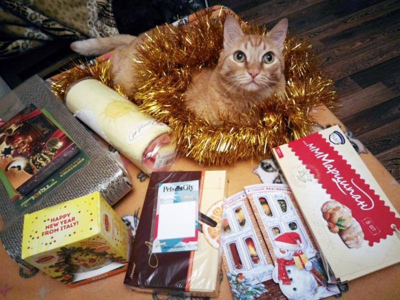 Поговорим о кошках 42