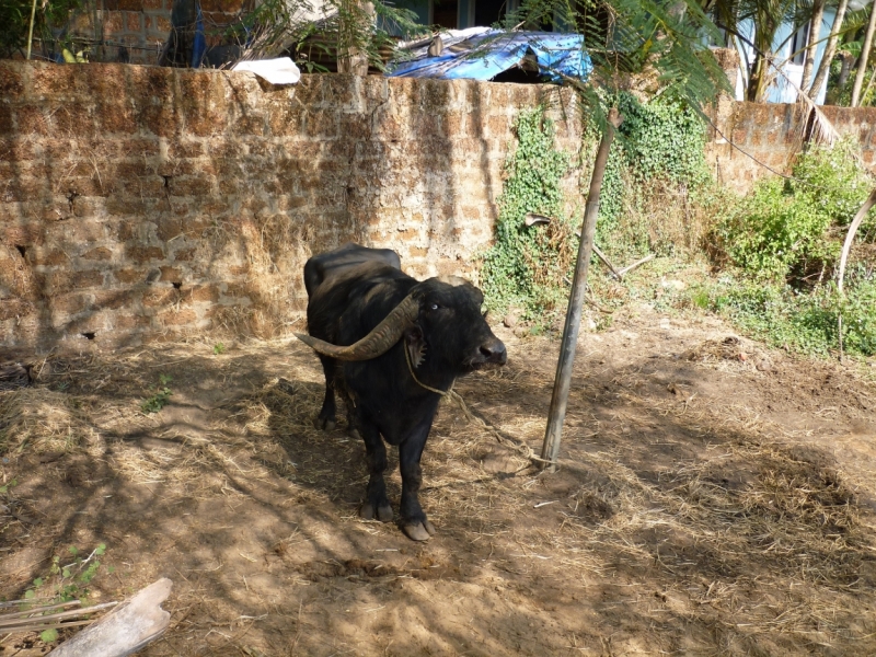 Бабуся, Динамо и излишества всякие нехорошие.