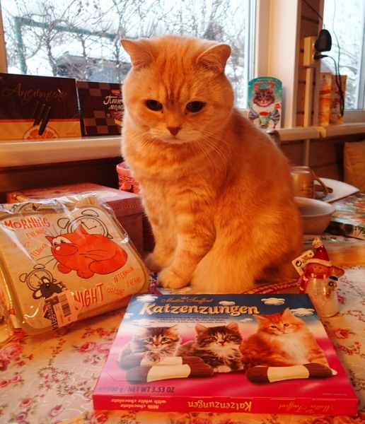 Поговорим о кошках 42