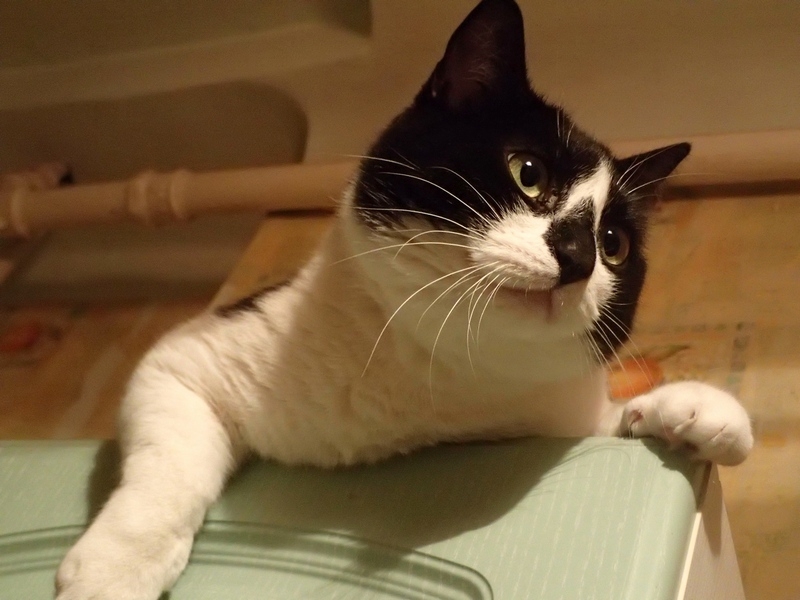 Кошки в нашей жизни. Кошки и все, что с ними связано.