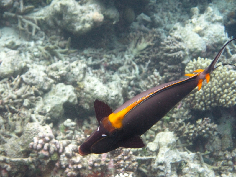 Снорклинг  на Vilamendhoo (Мальдивы)