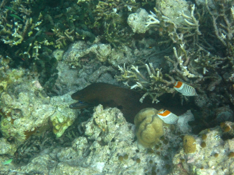 Снорклинг  на Vilamendhoo (Мальдивы)