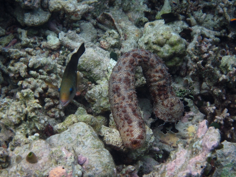 Снорклинг  на Vilamendhoo (Мальдивы)