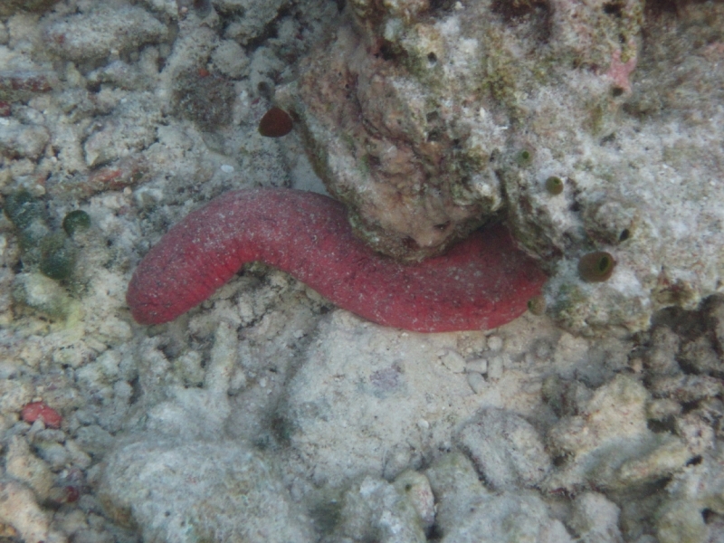 Снорклинг  на Vilamendhoo (Мальдивы)