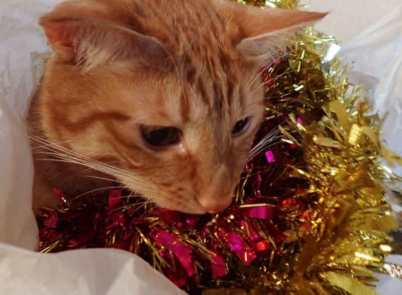 Поговорим о кошках 42