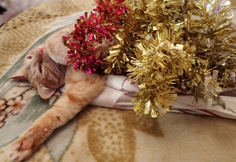 Поговорим о кошках 42