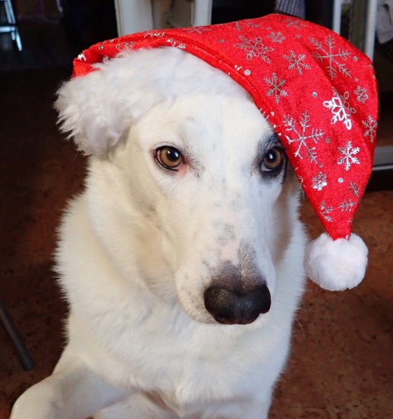 Поговорим о кошках 42