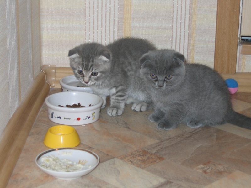 Поговорим о кошках 42