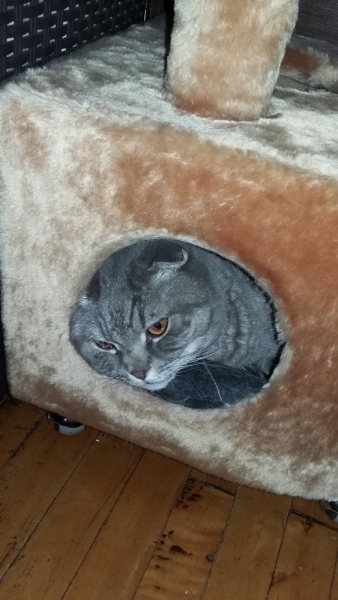 Поговорим о кошках 42