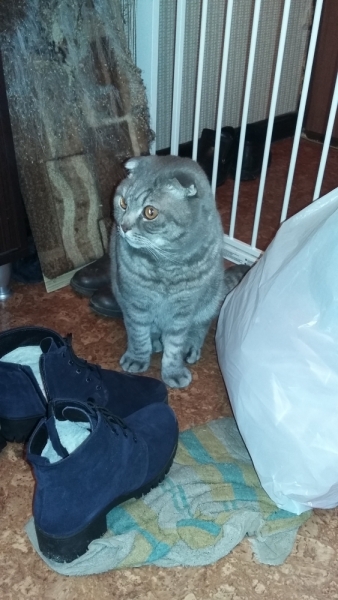 Поговорим о кошках 42