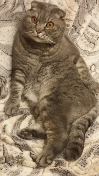 Поговорим о кошках 42