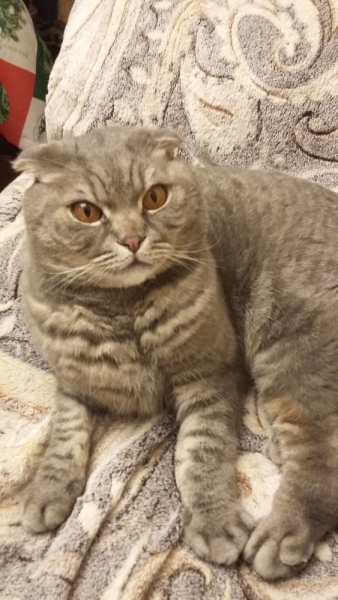 Поговорим о кошках 42