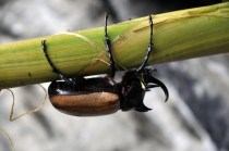 Сапа - Контум - Фукуок