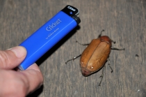 Сапа - Контум - Фукуок