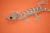 Сапа - Контум - Фукуок