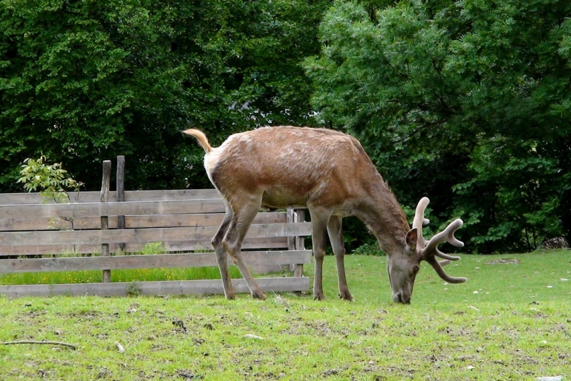 Земля Форарльберг (Bundesland Vorarlberg)