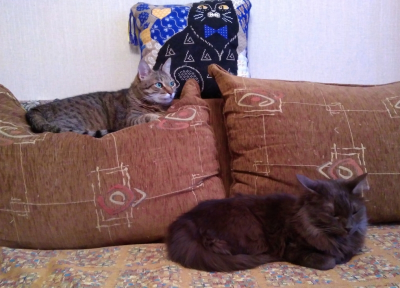 Поговорим о кошках 42