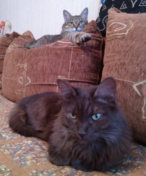 Поговорим о кошках 42