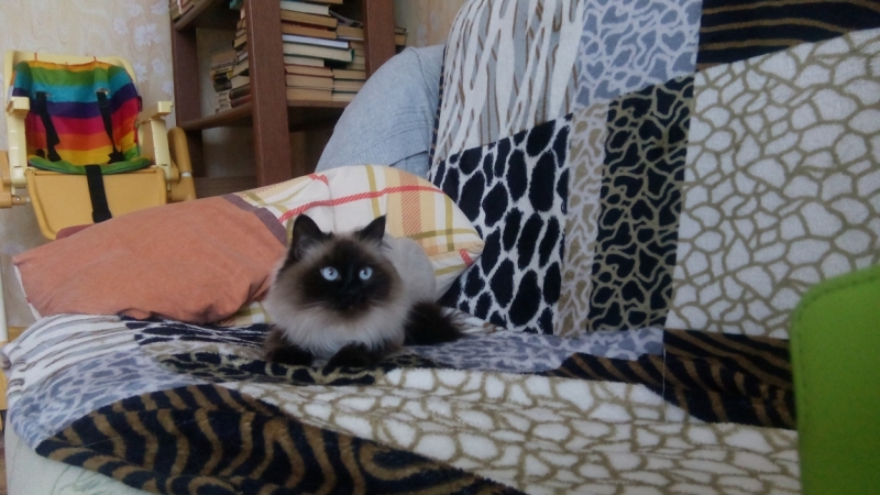 Поговорим о кошках 42